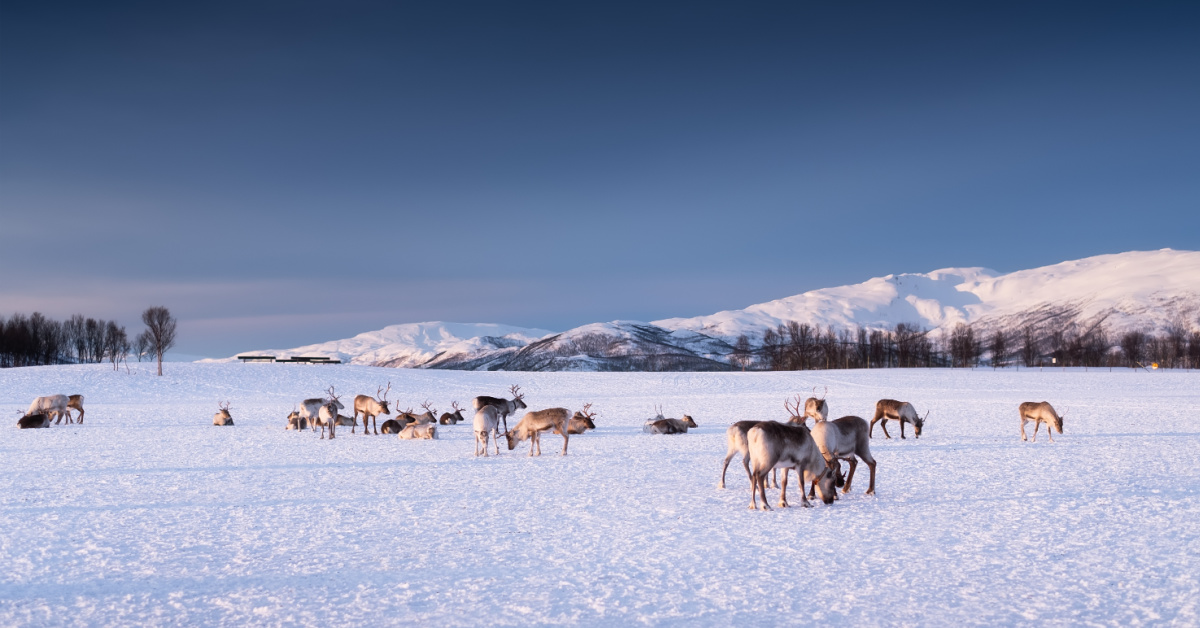 How UV Vision Helps Reindeer Survival in Arctic Conditions